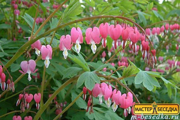 dicentra